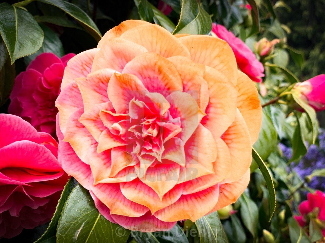 "Camellia Japonica" stock image