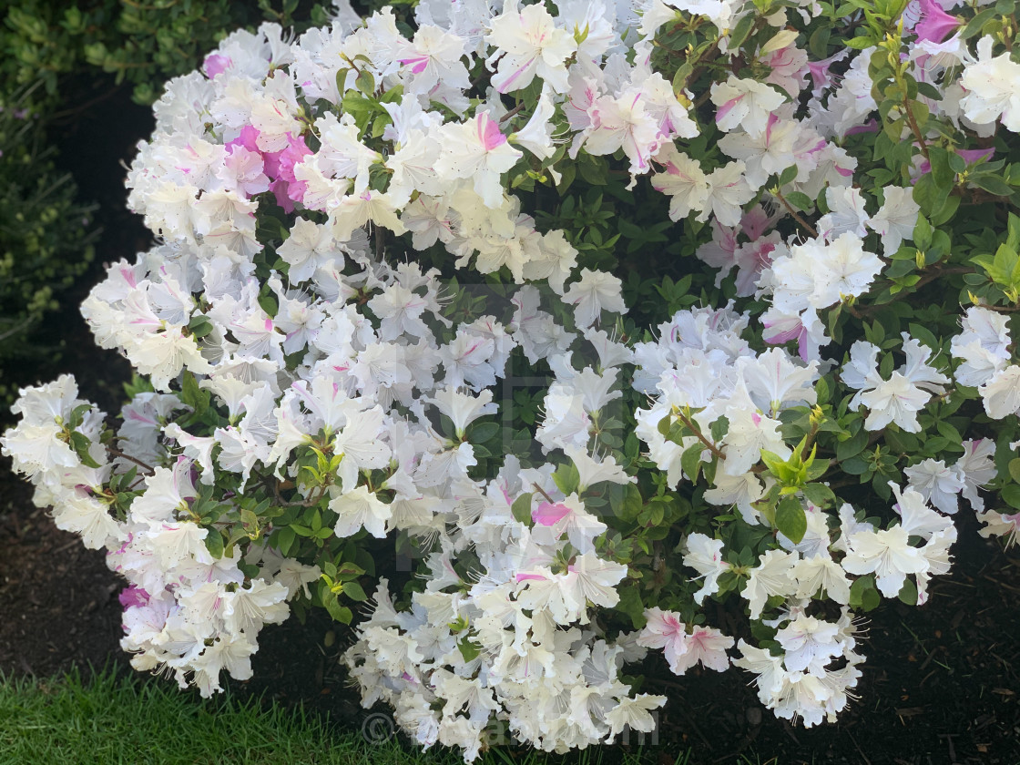 "Azalea Boquet au Natural" stock image