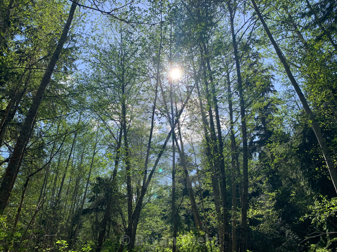 "Sunshine through the Tall Trees" stock image