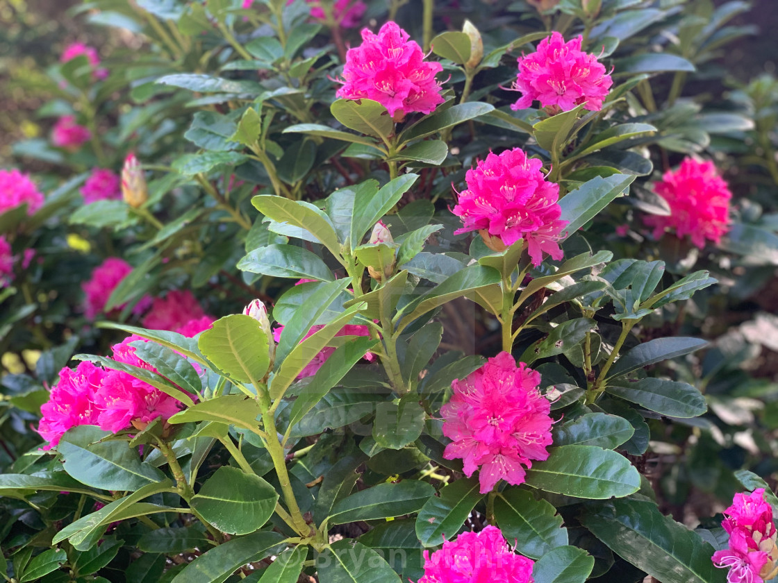 "Pink Rhododendron" stock image