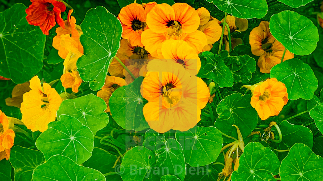 "Nasturtiums in Bloom" stock image