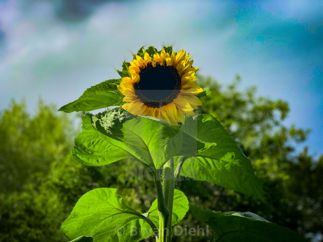 "Sunflower Awakening to a New Day" stock image