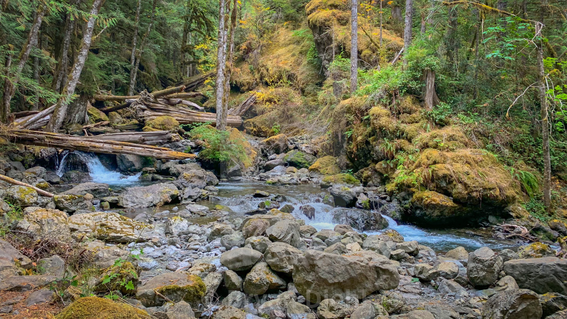 "Deep in the Forest" stock image