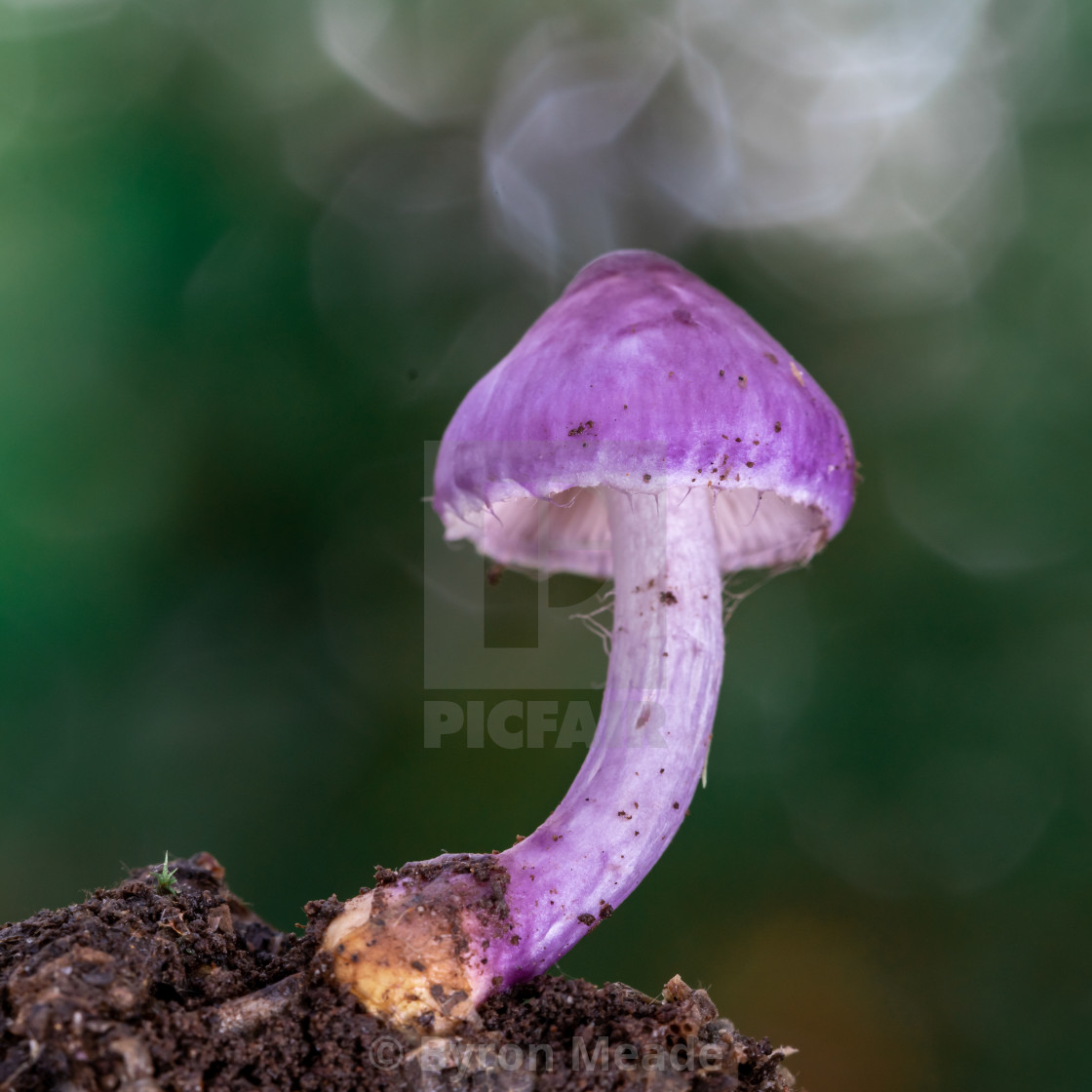 "Purple mushroom" stock image