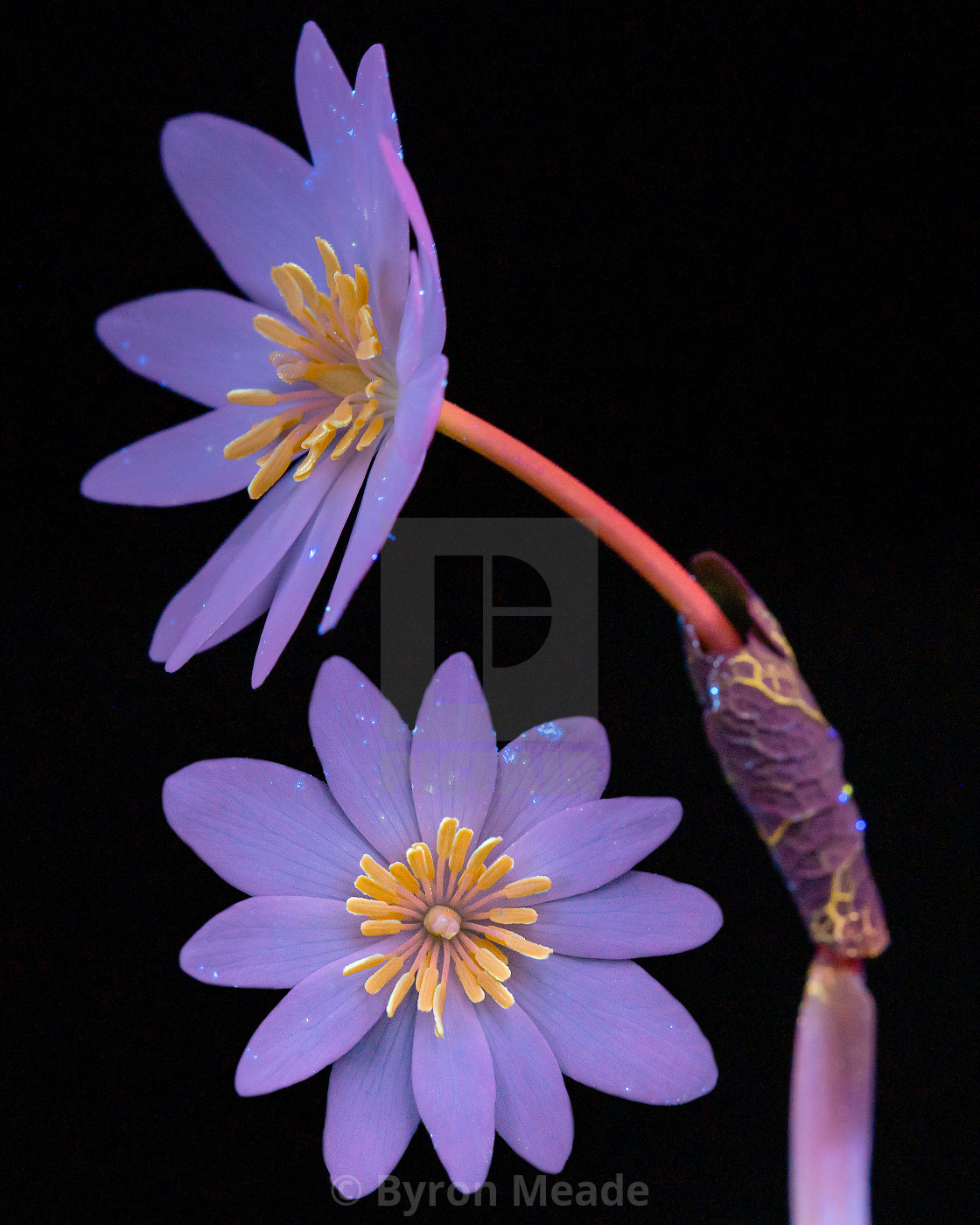 "UVIVF Bloodroot" by Byron Meade - £74.40 "UVIVF Bloodroot" stock image