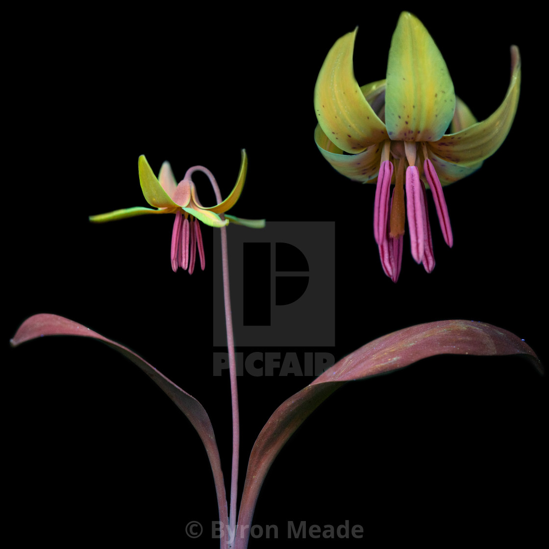 "UVIVF Yellow Trout Lily" by Byron Meade - £74.40 "UVIVF Yellow Trout Lily" stock image