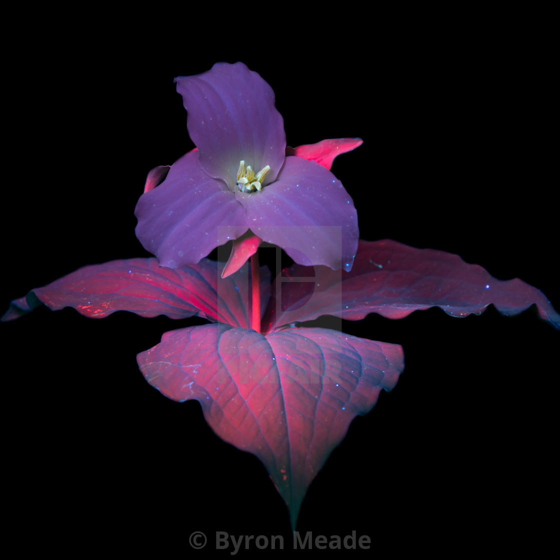 "UVIVF White Trillium" by Byron Meade - £74.40 "UVIVF White Trillium" stock image