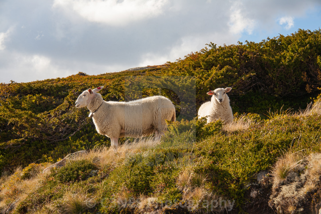 "A sheep with her lamb" stock image