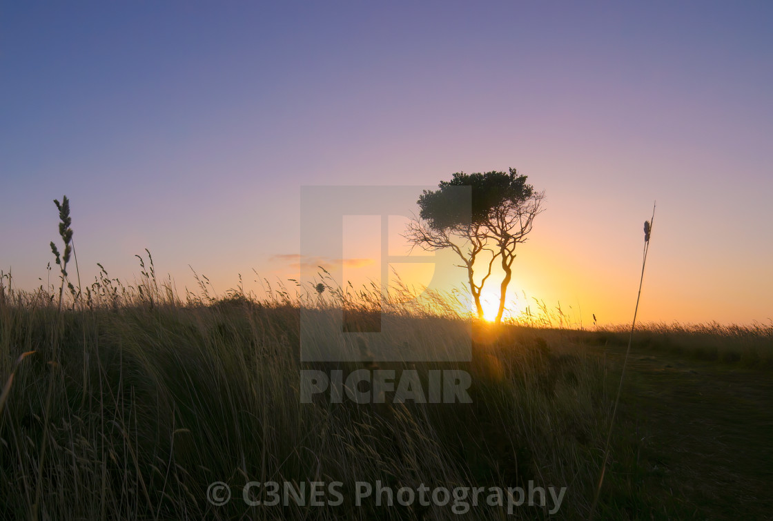 "Sunset tree silhouette" stock image