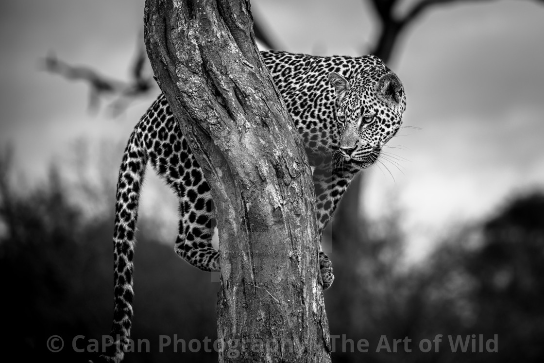 "Leopard in tree - monochromatic" by CaPlan Photography - The Art of Wild - $55.08 "Leopard in tree - monochromatic" stock image