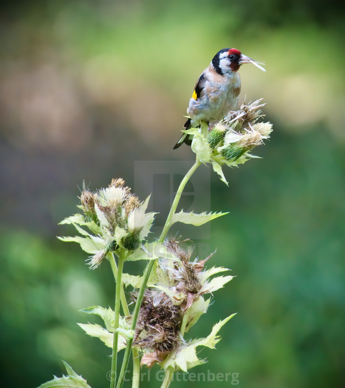 "European Goldfinch" by Carl Glittenberg - $15.19 "European Goldfinch" stock image