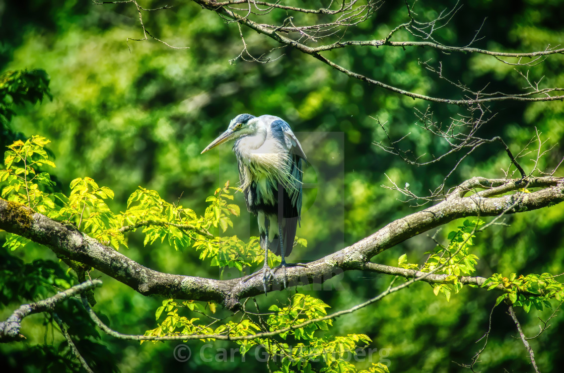 "The Grumpy Heron on a Branch" by Carl Glittenberg - $15.19 "The Grumpy Heron on a Branch" stock image