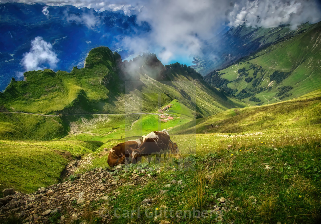 "Cows on the slopes of the Brienzer Rothorn" by Carl Glittenberg - $15.19 "Cows on the slopes of the Brienzer Rothorn" stock image
