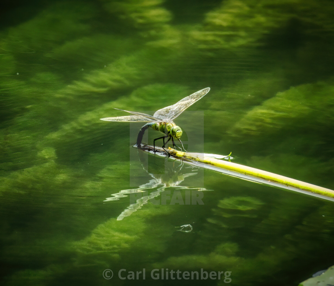 "Green Dragonfly Sitting on Branch" by Carl Glittenberg - $15.19 "Green Dragonfly Sitting on Branch" stock image