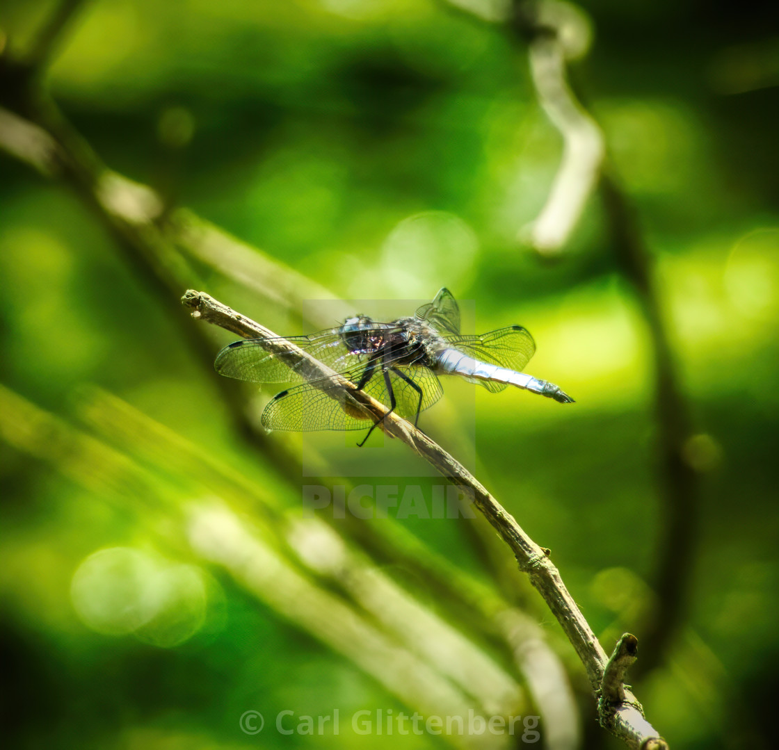 "Black dragonfly sitting on a branch" by Carl Glittenberg - $15.19 "Black dragonfly sitting on a branch" stock image