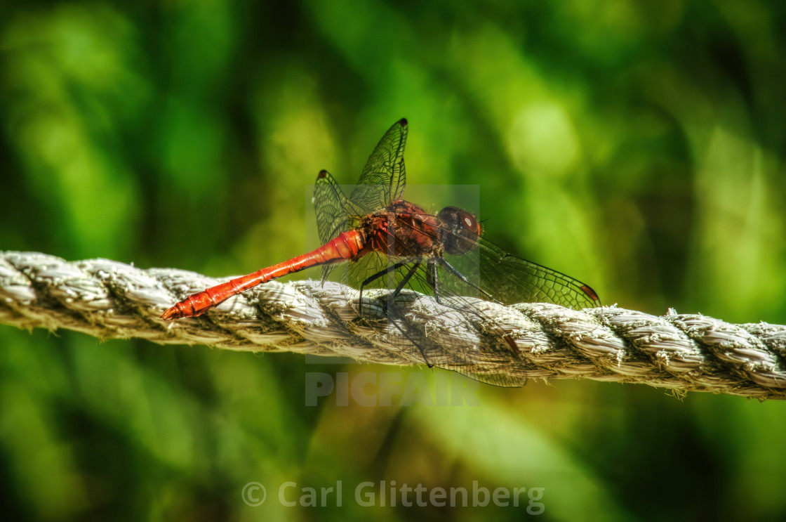 "A red dragonfly sitting on a rope" by Carl Glittenberg - $15.19 "A red dragonfly sitting on a rope" stock image