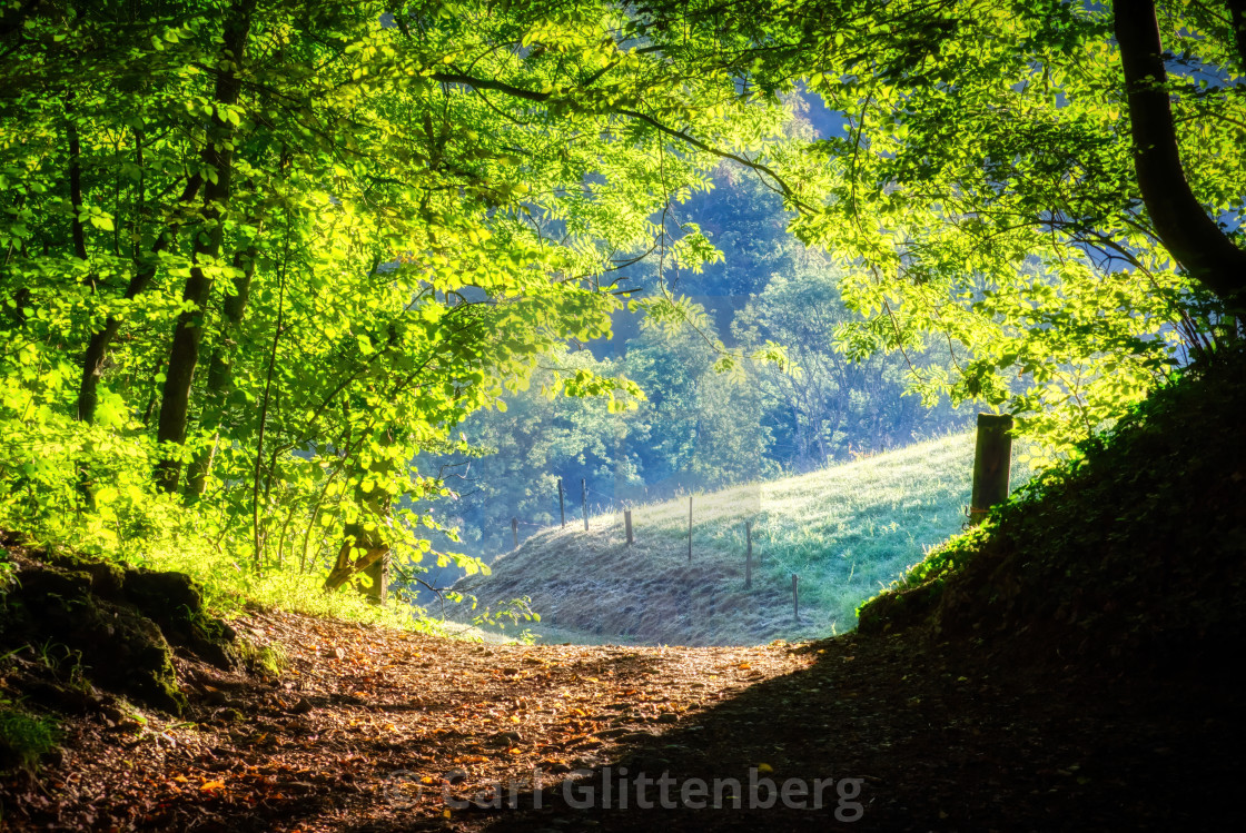 "A path in the woods in the early morning" by Carl Glittenberg - $15.19 "A path in the woods in the early morning" stock image