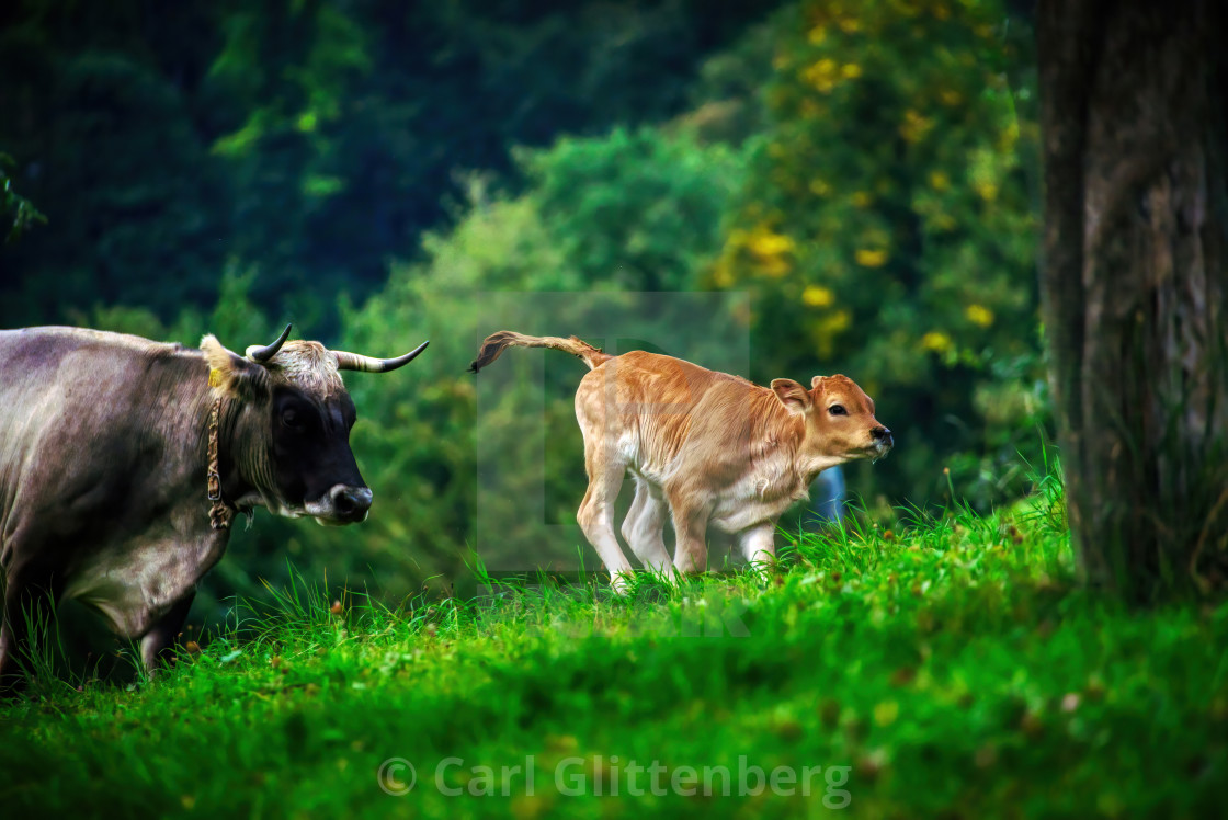 "A young calf frolicking on a pasture" by Carl Glittenberg - $15.19 "A young calf frolicking on a pasture" stock image