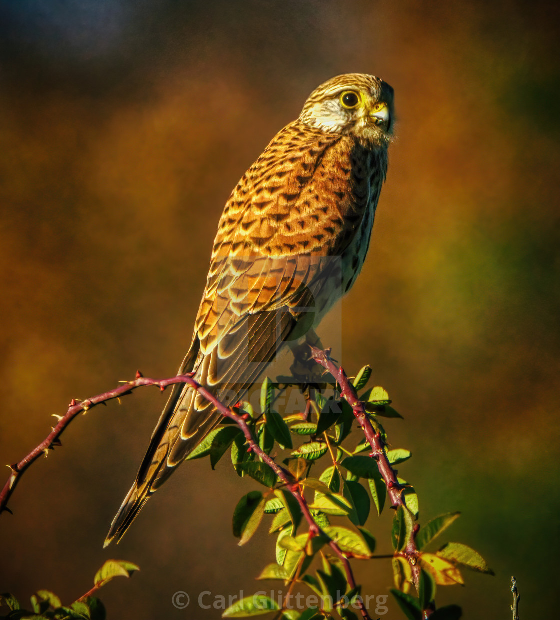 "Falcon sitting on a branch" by Carl Glittenberg - $15.19 "Falcon sitting on a branch" stock image