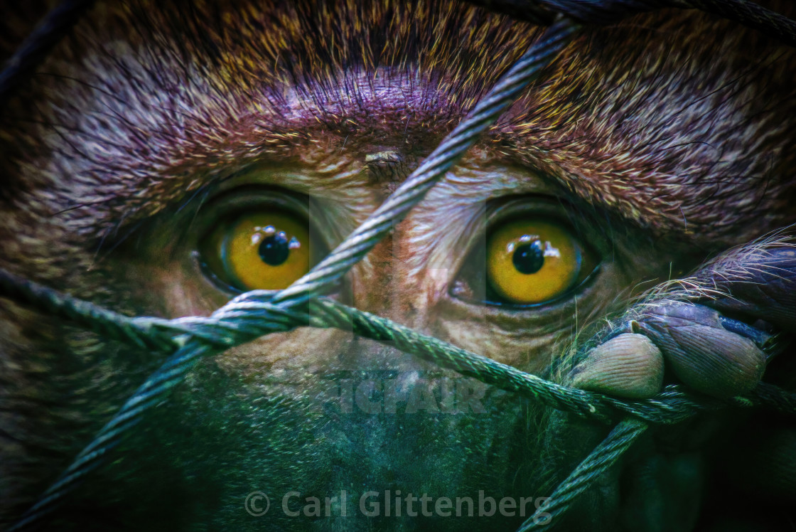 "The Cage" by Carl Glittenberg - $15.19 "The Cage" stock image