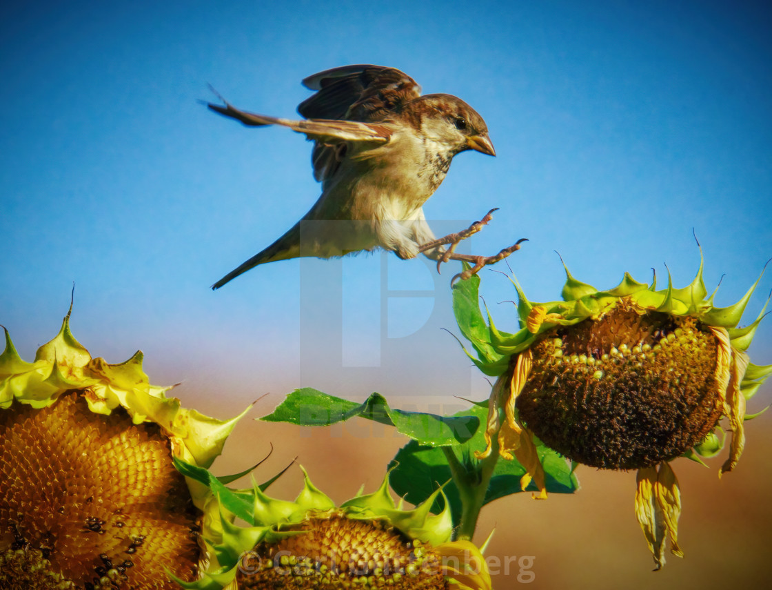 "The sparrow and the sunflower" by Carl Glittenberg - $15.19 "The sparrow and the sunflower" stock image