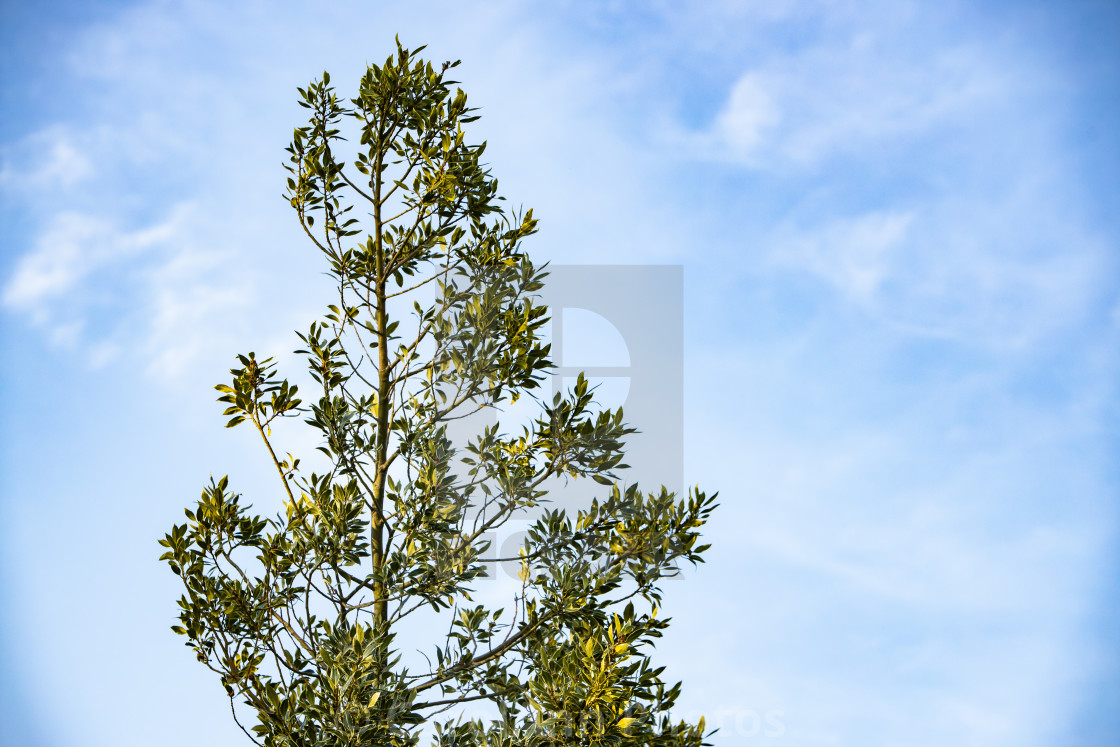 "Holly against the sky" stock image