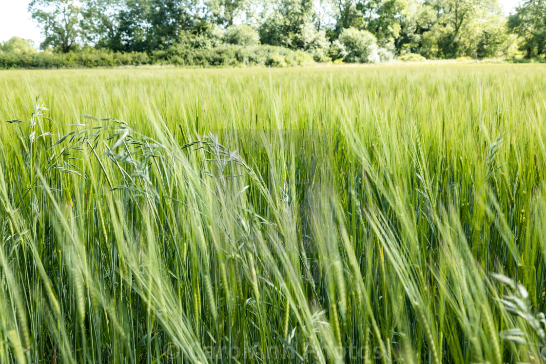 "The wind that shakes the barley" stock image