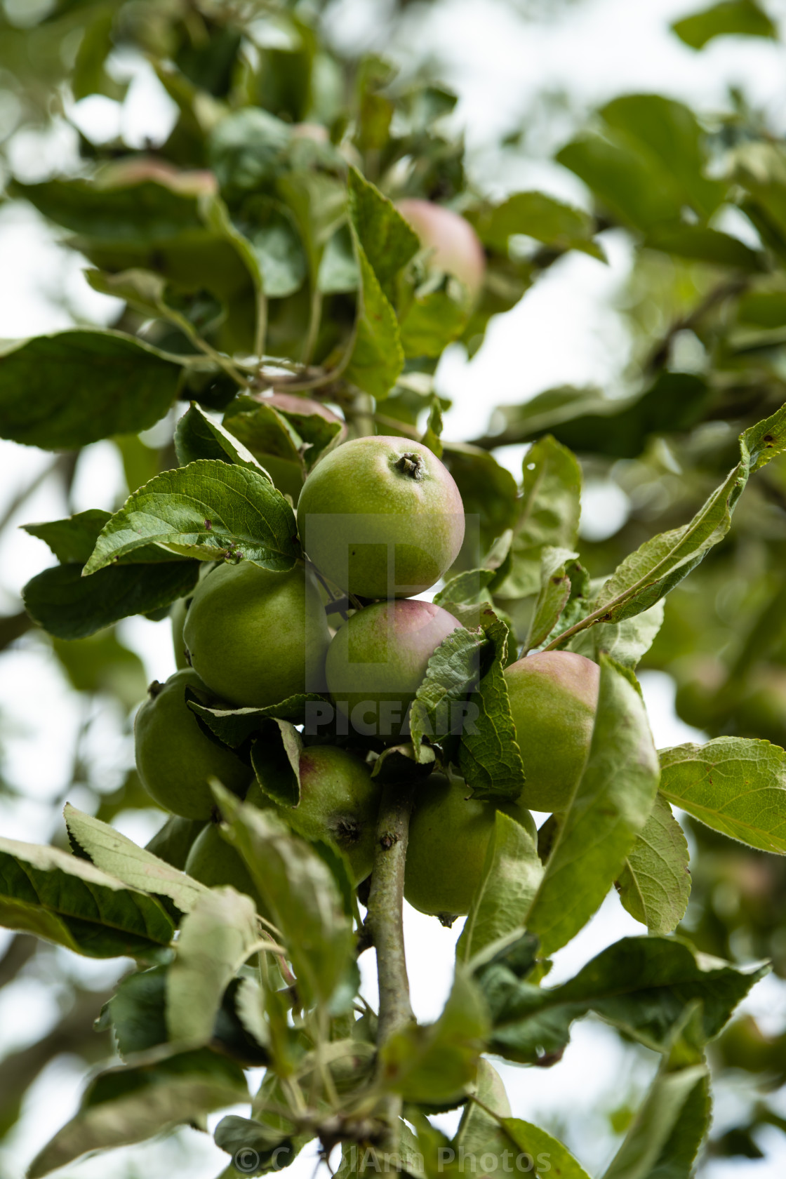 "Apple tree" stock image