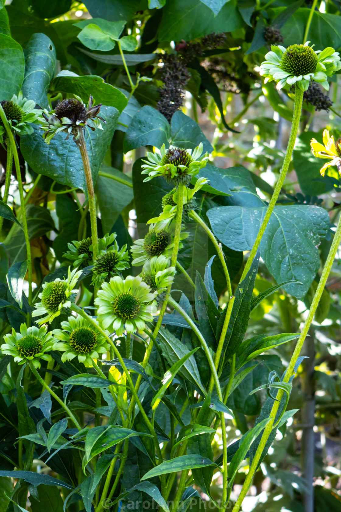 "Green plants" stock image