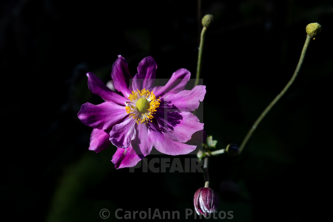 "Dark anemone" stock image