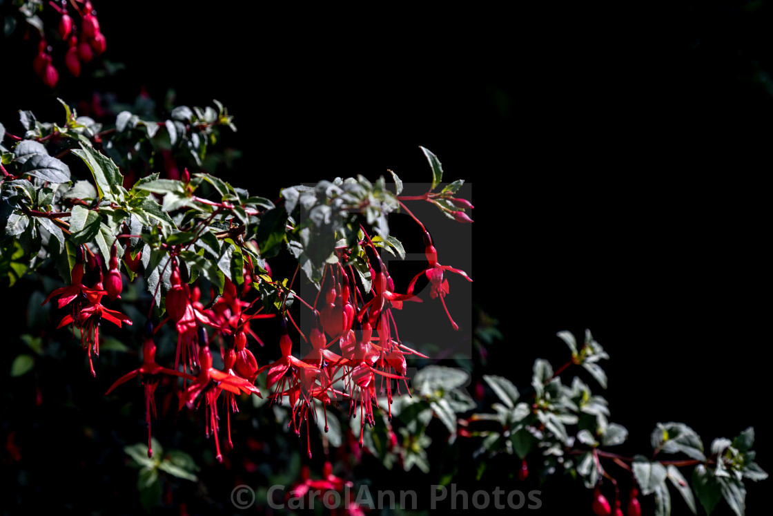 "Dark fuschia" stock image