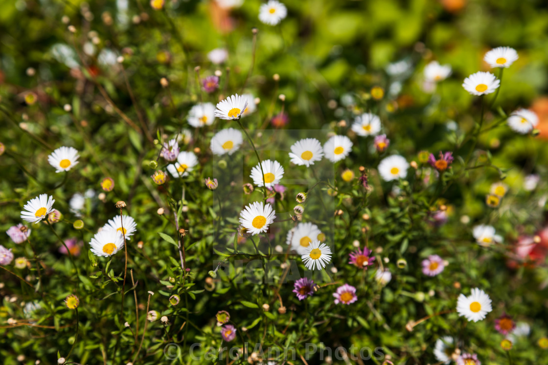 "Daisies in the sunshine" stock image