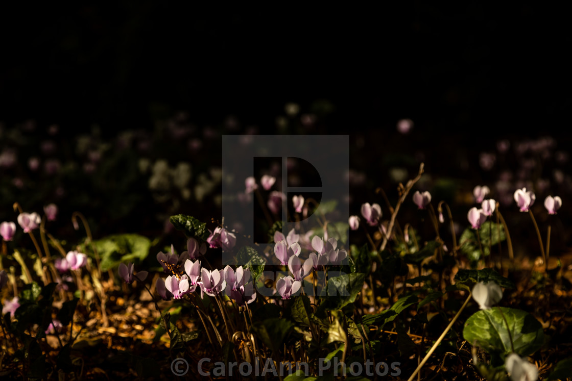 "Dark cyclamen" stock image