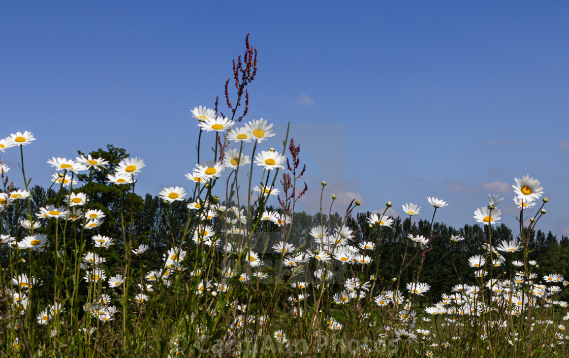 "Wild flowers on Bury Mount in Towcester" stock image