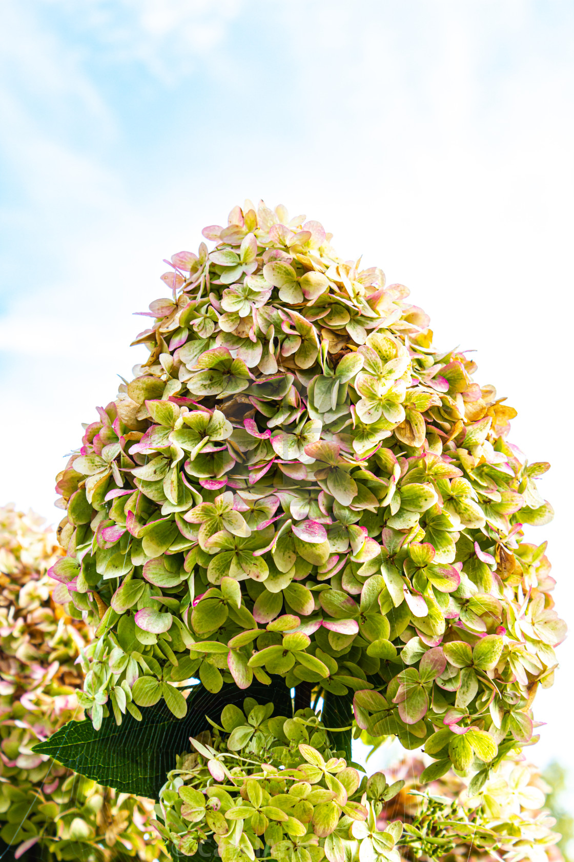 "Hydrangea" stock image