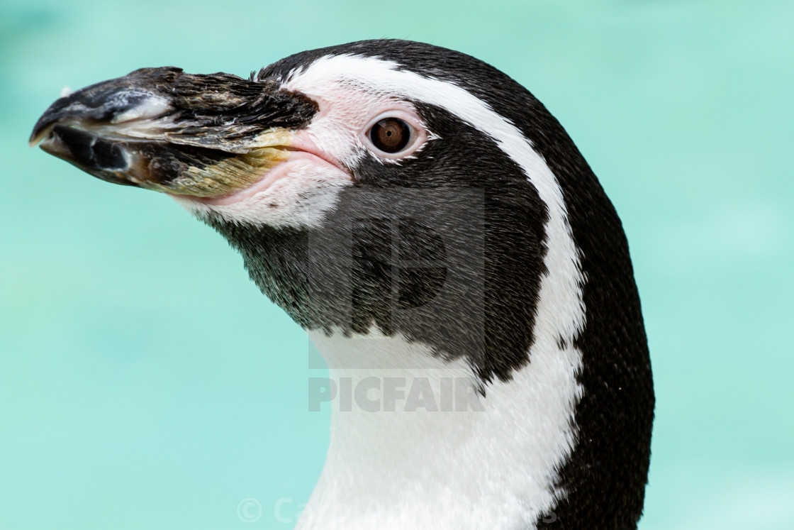 "Humboldt Penguin portrait" stock image