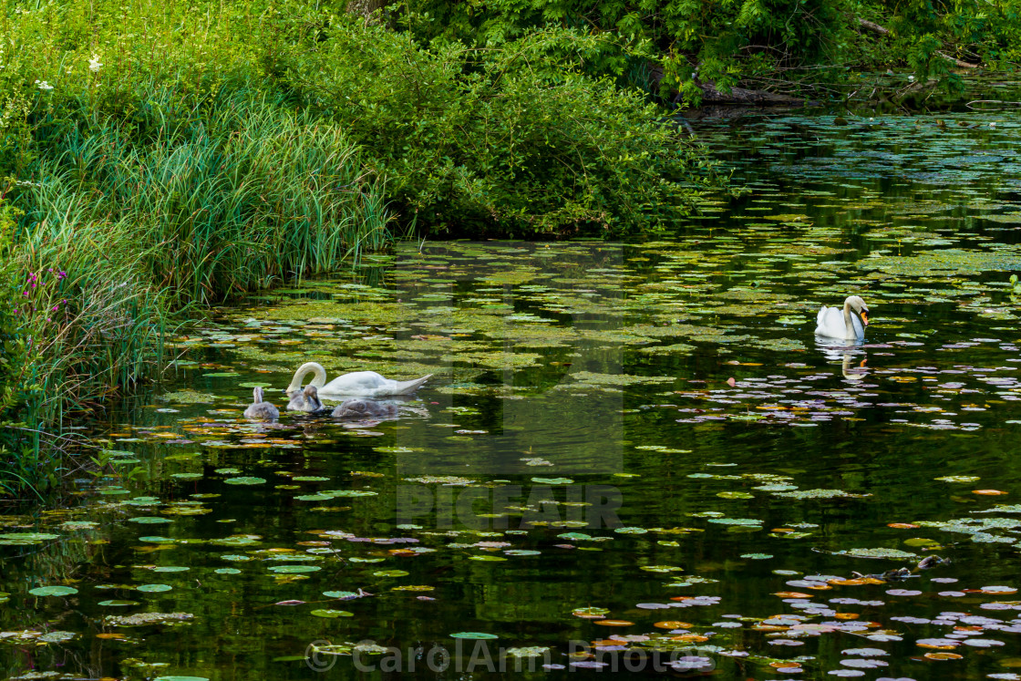 "Swans on a lake" stock image