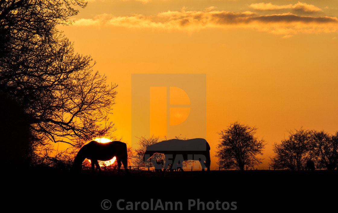 "Sunset silhouette" stock image