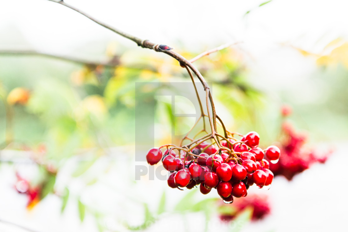 "Autumnal Rowan berries" stock image