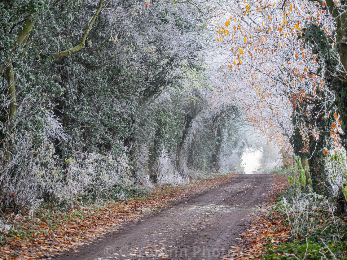 "Frosty tree tunnel" stock image