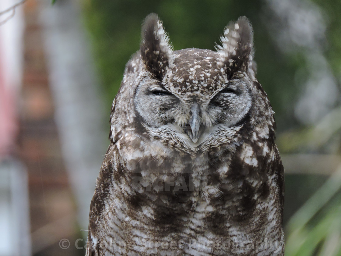 "Spotted Eagle Owl" stock image