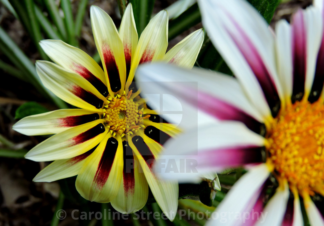 "Gazania Striped" stock image