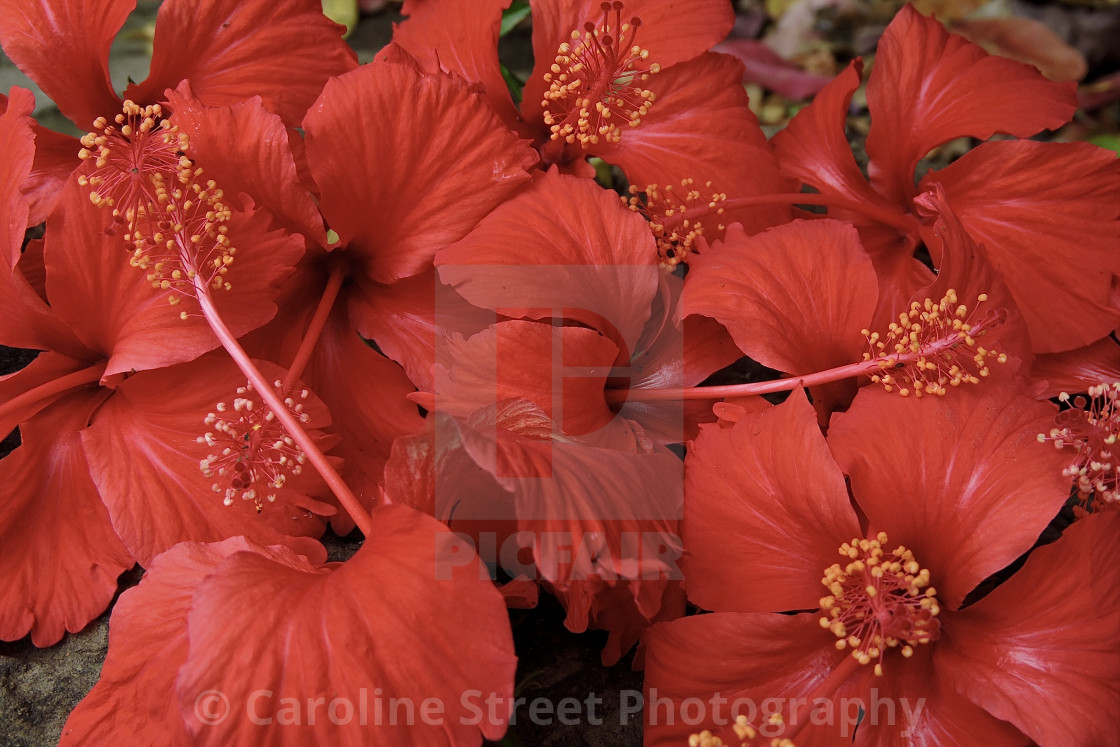 "Hibiscus Abstract" stock image