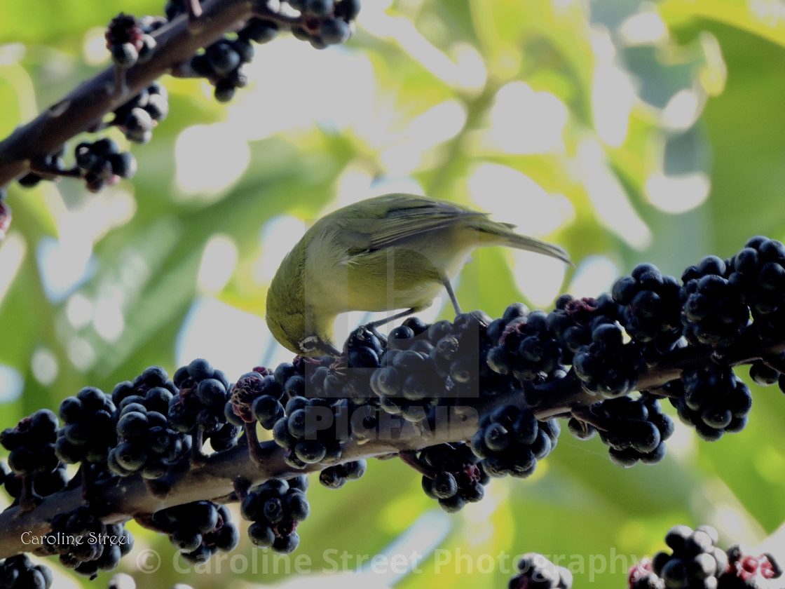 "Cape White Eye Eating Berries" stock image