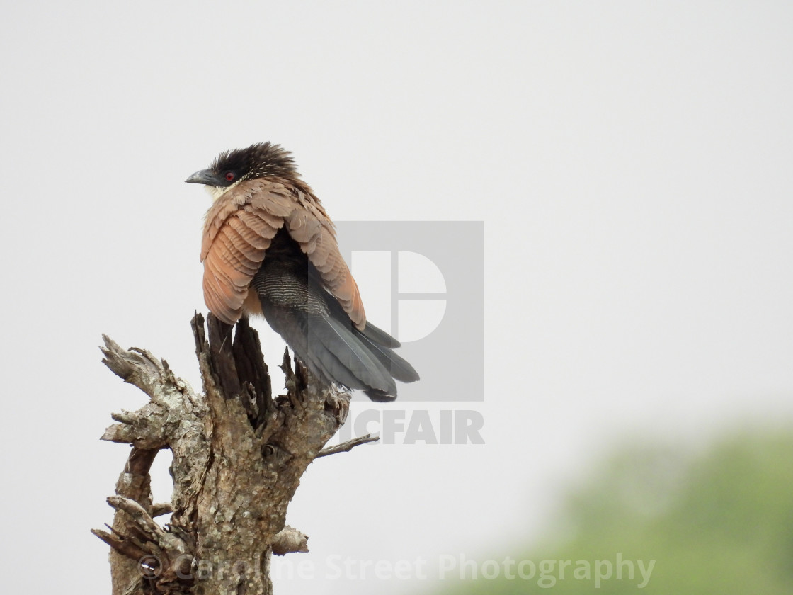 "Burchells Coucal" stock image