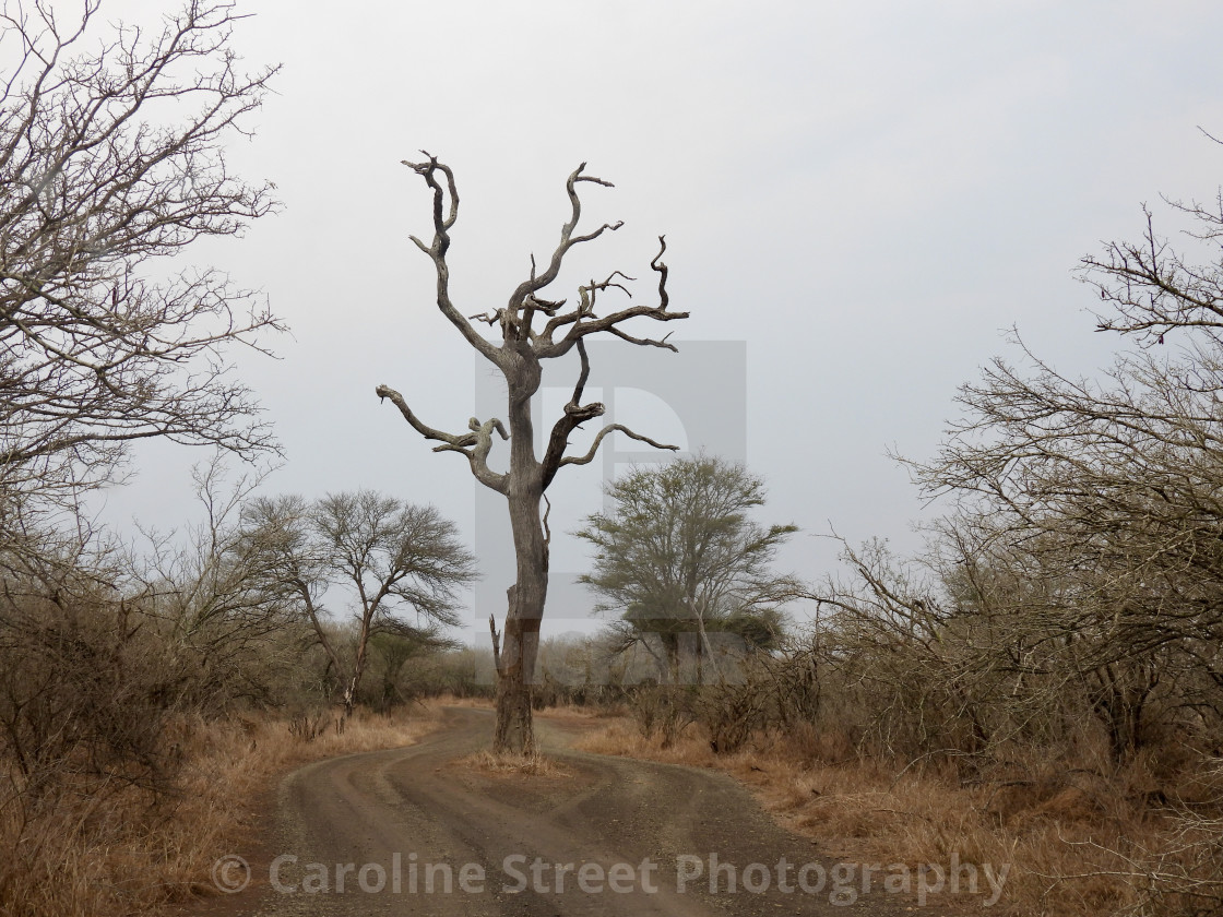 "Kruger Park Landscape 08" stock image