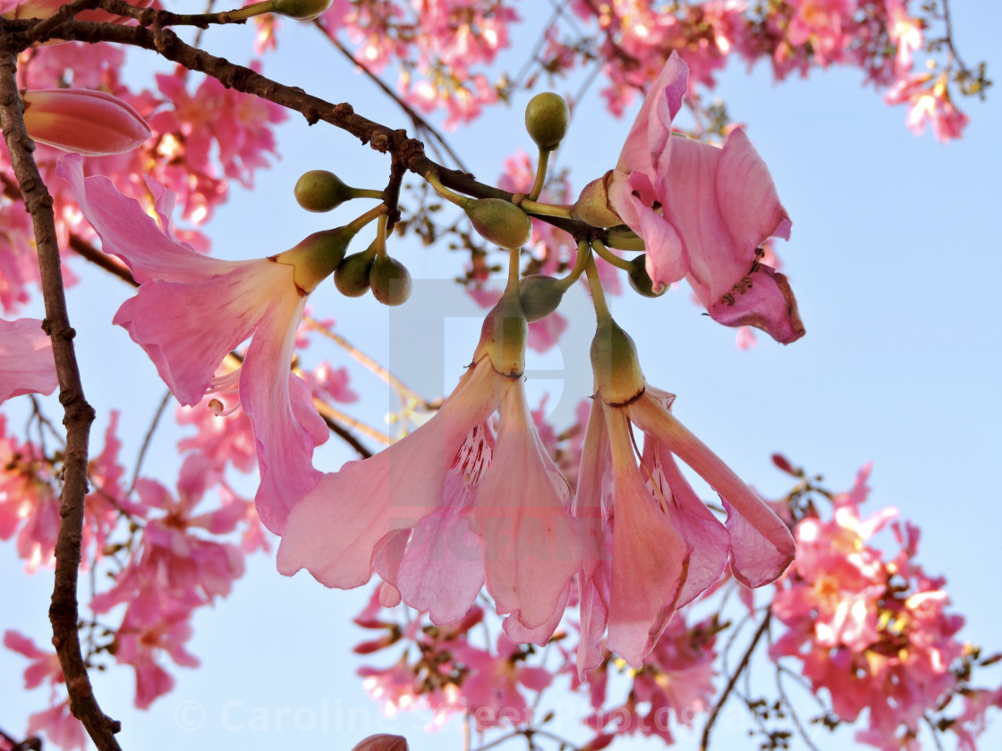 "Silk Floss Tree" stock image