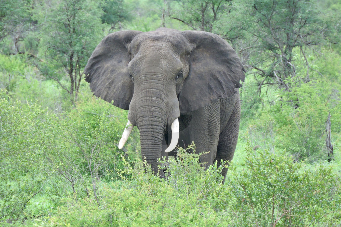 "Solitary Elephant" stock image