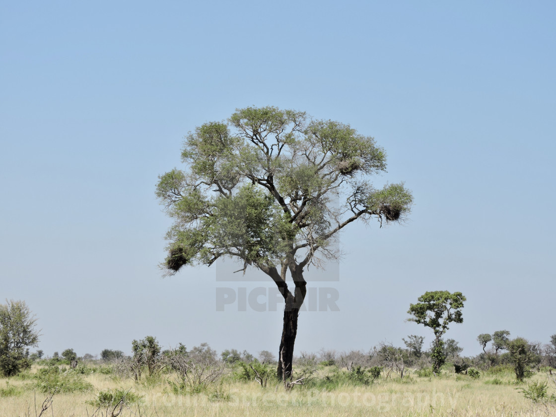 "Kruger Park Landscape 09" stock image