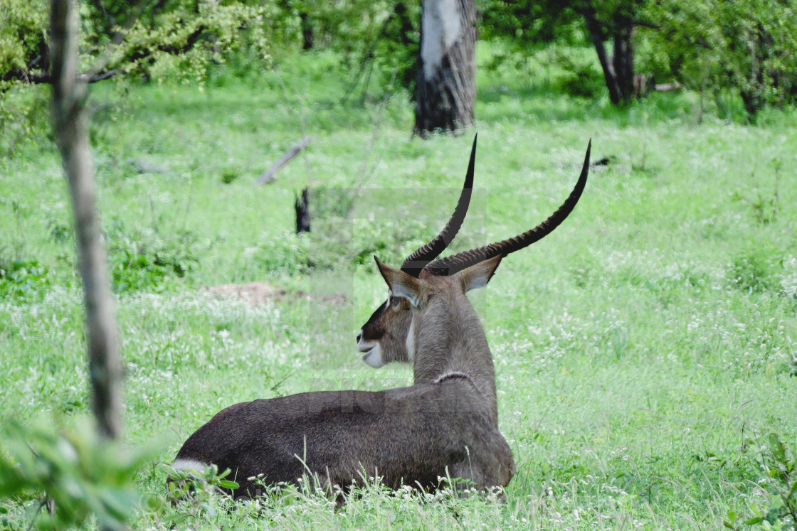 "Waterbuck sitting in the grass." stock image